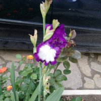 Продавам луковици на цветя Ирис, снимка 6 - Разсади - 35672585