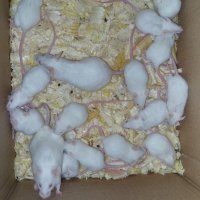 Бели мишки/мъжки, женски пол/                                                                       , снимка 1 - Други - 44275543