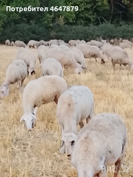 Продавам 250 овце Маришка, снимка 1