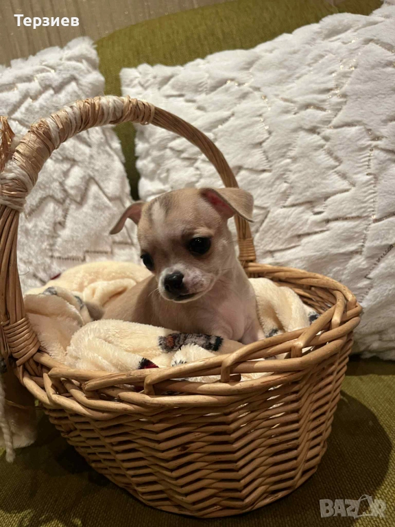 Чихуахуа момиченца Русе, снимка 1