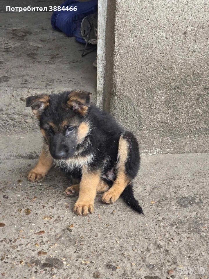 немска овчарка женска, снимка 1