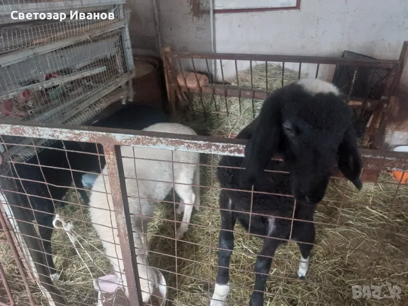 Продавам бали, гр. София, снимка 1