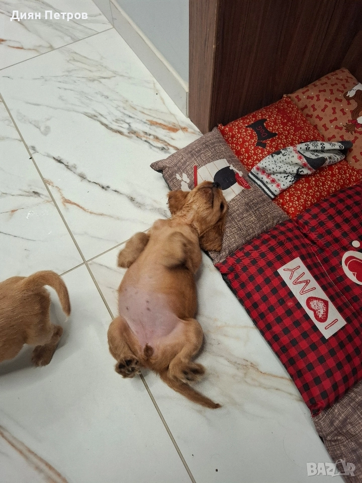 чистокръвни кокер шпаньоли, снимка 1