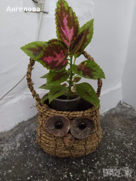 копривка, снимка 1