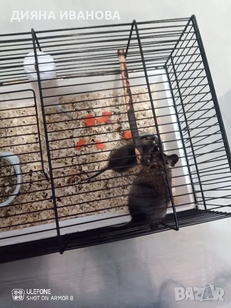 КАТЕРИЧКИ ДЕГУ, снимка 1