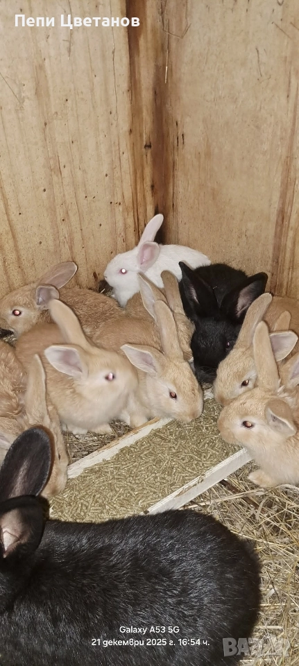 ЗАЙЦИ, снимка 1
