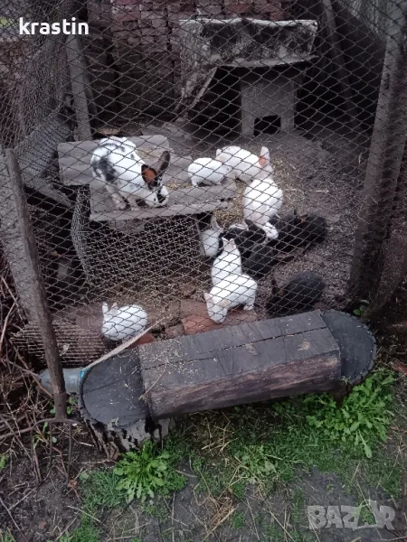 зайци , снимка 1