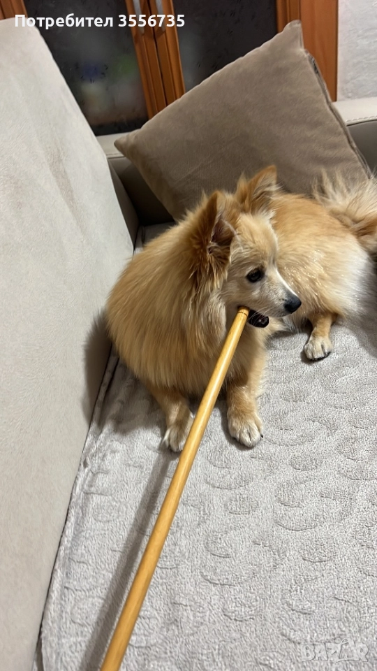 Момче на 7 месеца, снимка 1