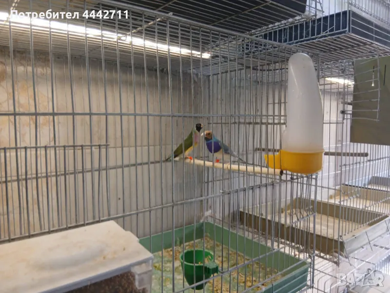 ГУЛДОВИ АМАДИНИ, снимка 1