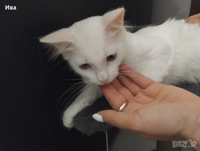 Подарявам котенце, снимка 1