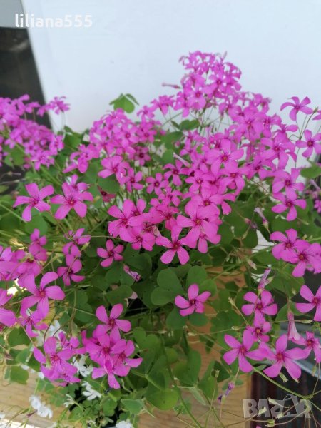 Детелина студоустойчива розов и бял цвят, снимка 1