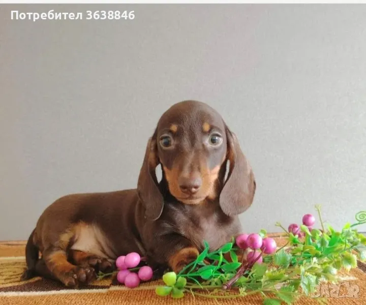 Мини дакел шоколад, снимка 1