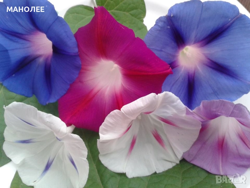 ИПОМЕЯ - 6 ЦВЯТА, снимка 1