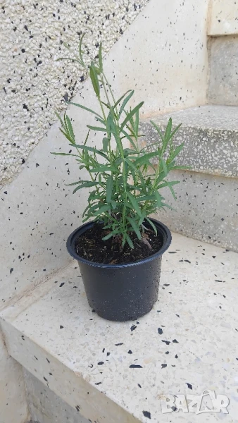 Лавандула Севтополис ф13, снимка 1