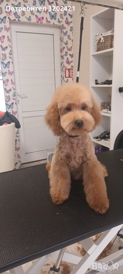 той пудел , снимка 1