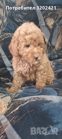 той пудел мини , снимка 1