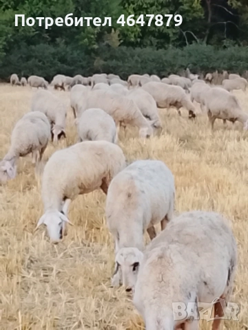 Продавам 250 овце Маришка