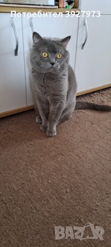 Прекрасни британски котета , снимка 7 - Британска късокосместа - 52913327