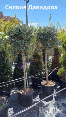 Маслина Европейска, снимка 13 - Градински цветя и растения - 52508763