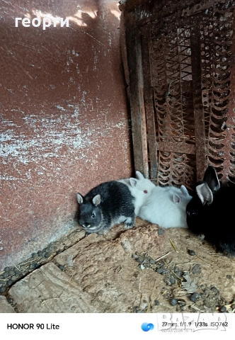 Холандски джуджета , снимка 4 - Декоративни зайчета - 53692426