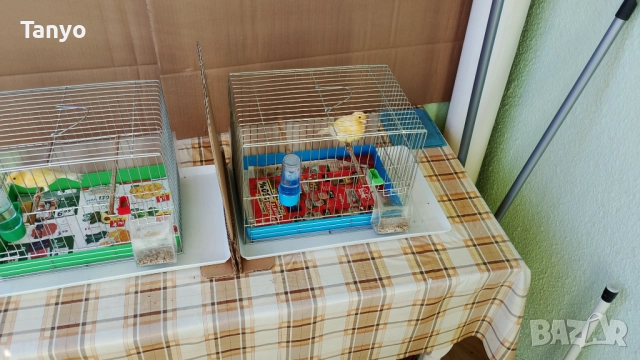 Мъжко и женско,тазгодишни.Орфей, снимка 9 - Канари - 52772739