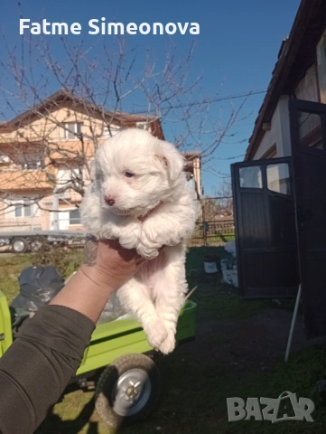 Малки кученца , снимка 5 - Други - 53033685