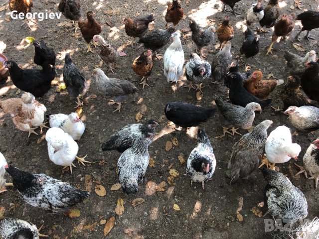 Катунски пилета и кокошки , снимка 16 - Кокошки и пуйки - 41230194