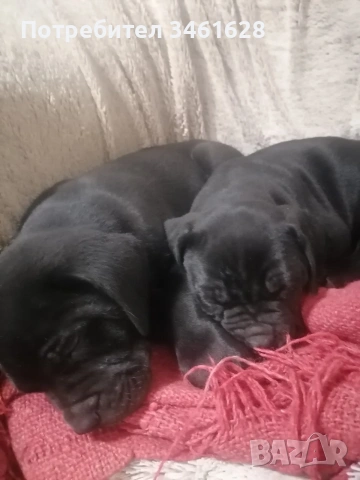 Кане Корсо бебета, снимка 3 - Кане корсо - 53012275