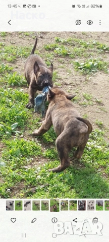 Холандска овчарка, снимка 3 - Белгийска овчарка - 52484592