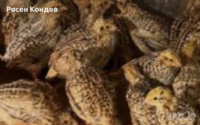 Пъдпъдъци за клане