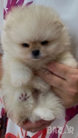 Померан, снимка 6 - Померан - 49131151