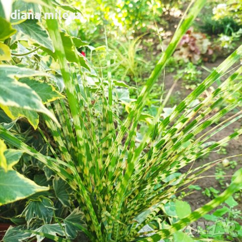 Мискантус Златно кюлче, Miscanthus "Gold Bar", студоустойчива декоративна трева!!, снимка 6 - Градински цветя и растения - 42384063