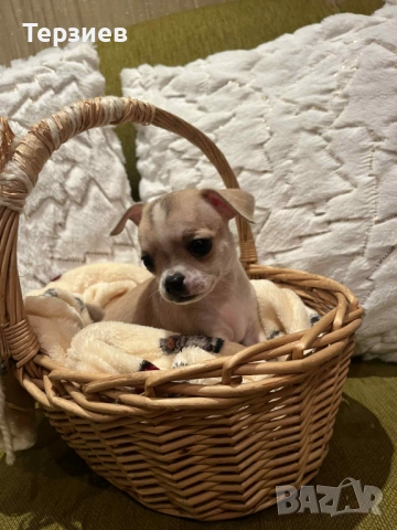 Чихуахуа момиченца Русе