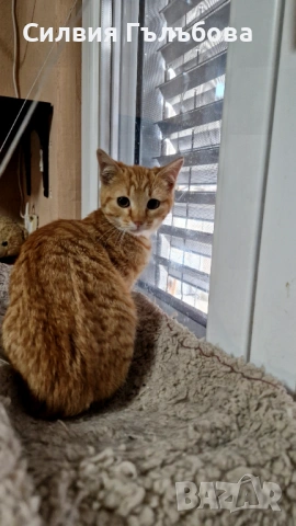 Азраел търси дом, снимка 4 - Други - 53557762