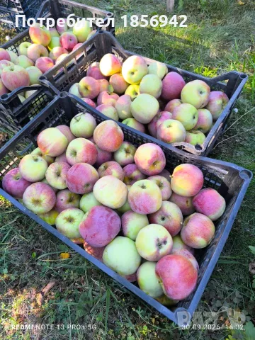 Ябълки от градината, снимка 2 - Домашни продукти - 56331370