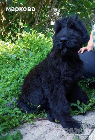 Черен руски териер/КГБ/, снимка 3 - Други - 41309563