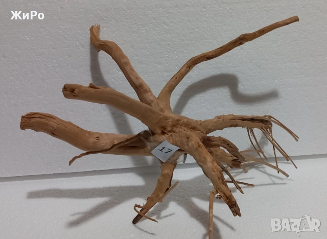 Корен от Азалия /декорация/ 17, снимка 2 - Други - 49874631