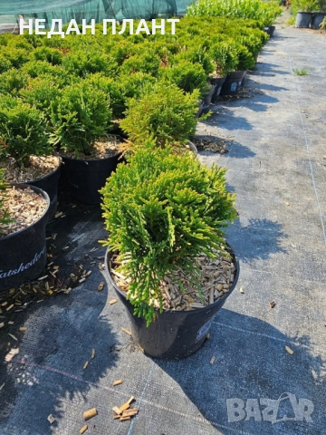 Кълбовидна туя "Даника", снимка 2 - Градински цветя и растения - 51662362