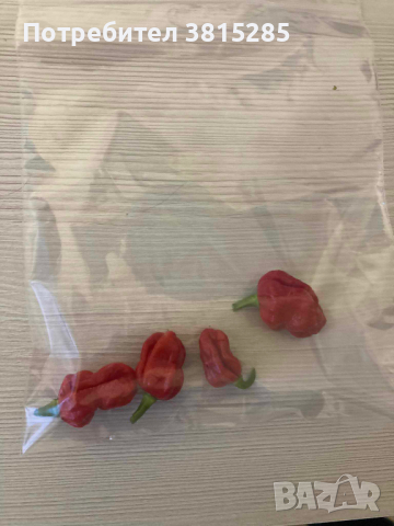 Люти чушки - Carolina Reaper - Каролина Рийпър - Най - лютите в света, снимка 4 - Домашни продукти - 44682824
