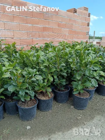 лавровишна новита цена 10 лв , снимка 2 - Части и Платки - 50125384