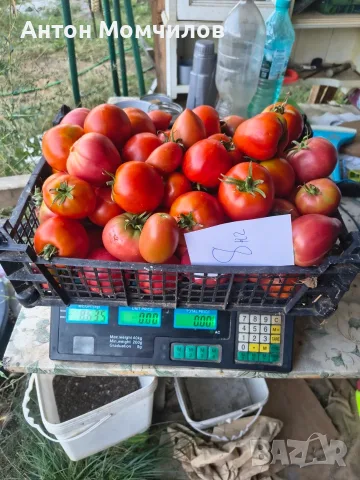 Продавам вкусни домати, снимка 7 - Домашни продукти - 55884872