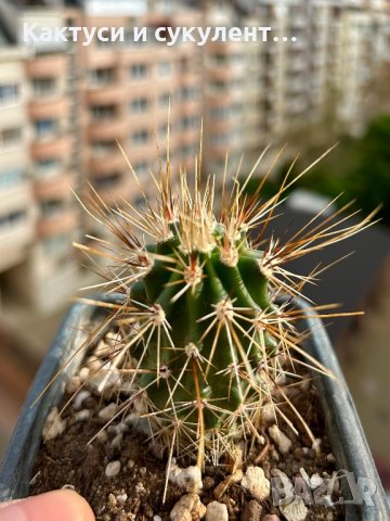 ТОП ОФЕРТА - КАКТУС ECHINOCEREUS NICHOLII, снимка 2 - Градински цветя и растения - 41715776