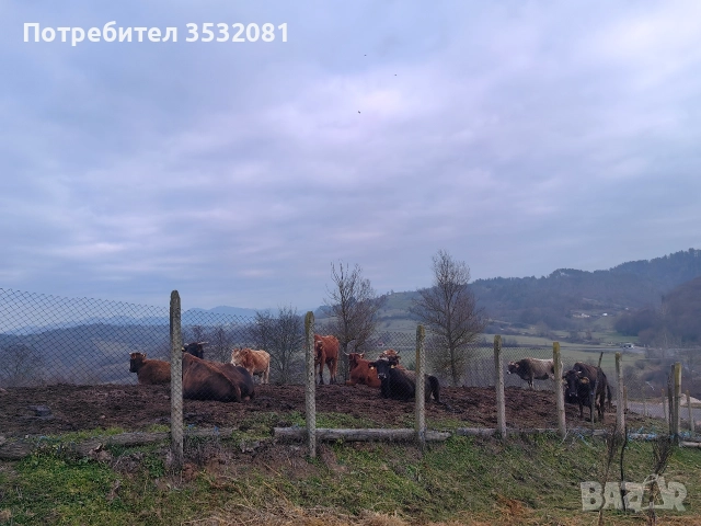 Продават се, снимка 3 - Крави - 52897358