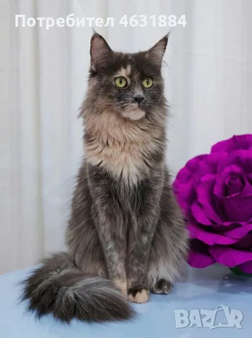Котенца Мейн-Кун , снимка 4 - Мейн кун - 55846069