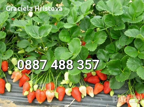Продавам качествен разсад ягоди , снимка 6 - Градински цветя и растения - 53629947