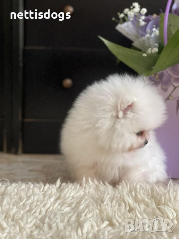 Сладък женски мини померан с най-късата муцунка, снимка 3 - Померан - 40972264