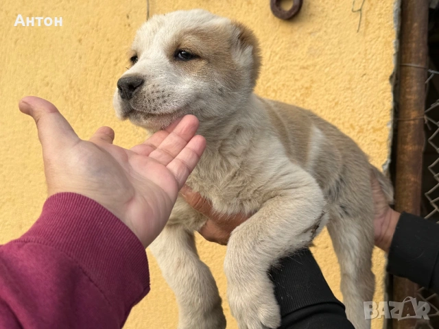 Алабай (Средно Азиатска овчарка), снимка 7 - Алабай - 52940508