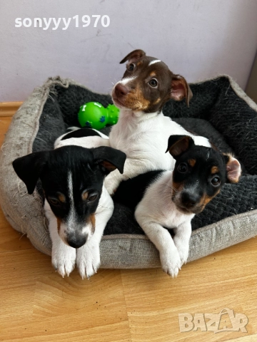 ДЖАК РЪСЕЛ-ЖЕНСКО С 2 ВАКСИНИ И ПАСПОРТ 0411250744