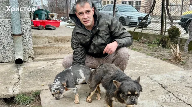 мъжки флуфита за разплод ( френски булдог)., снимка 5 - Френски булдог - 48804880