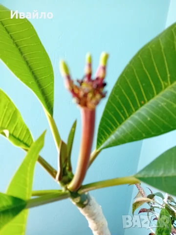 Семена и разсади различни видове, снимка 6 - Разсади - 35847760